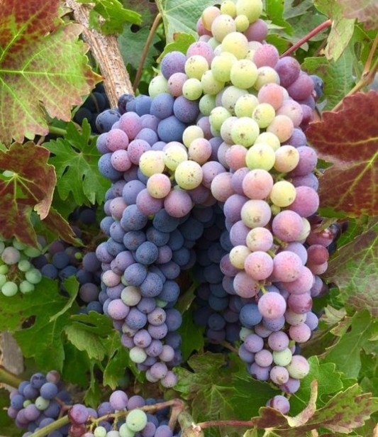 Grape Cluster